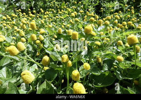 Toothache Plant Spilanthes Acmella oleracea 'Lemon Drops' garden herb Medicinal plant Stock Photo