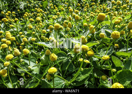 Toothache Plant Spilanthes Acmella oleracea 'Lemon Drops' Stock Photo
