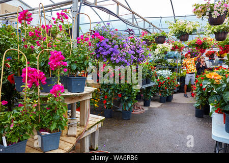 Colorful flowers in a greenhouse at Atwater market in Montreal, Quebec, Canada. Stock Photo