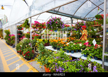 MoColorful flowers and a Canadian florist salesperson at Atwater flower market in Montreal, Quebec, Canada. Stock Photo