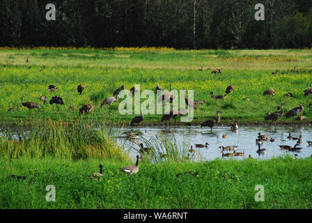 Sandhill Cranes, Geese, and Ducks all enjoying the water and fields of wildflowers together.  Photographed in Fairbanks, Alaska, USA. Stock Photo