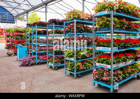 Colorful flowers on the flower racks in a greenhouse at Atwater market in Montreal, Quebec, Canada. Stock Photo