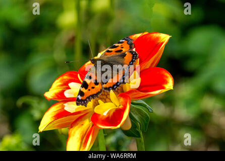 SMALL TORTOISESHELL BUTTERFLY Aglais urticae ON A RED AND YELLOW DAHLIA FLOWER Stock Photo