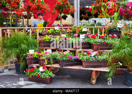 Colorful flowers and a florist salesperson at Atwater flower market in Montreal, Quebec, Canada. Stock Photo