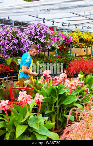 Florist truncates and arranges flowers and plants at Atwater flower market in Montreal, Quebec, Canada. Stock Photo