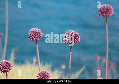 Beautiful pink flowers on Milos Stock Photo