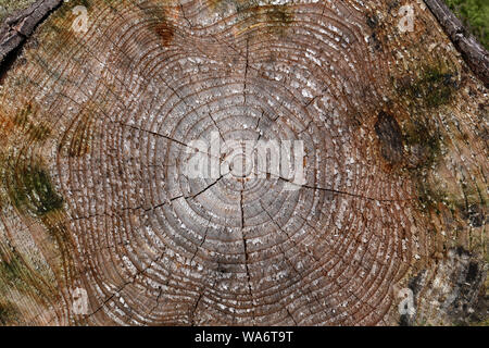 stump of tree felled - section of the trunk with annual rings. Stock Photo