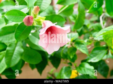 Bunch of Fresh Pink Allamanda Cathartica, Golden Trumpet or Trumpetvine Flowers on Green Tree. Stock Photo