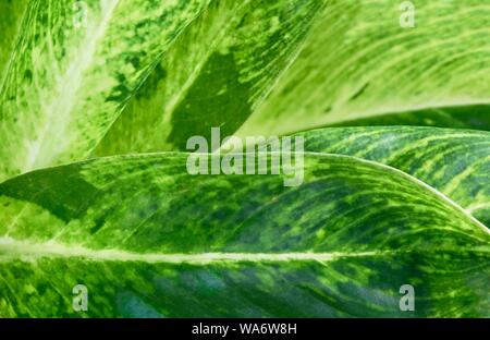 Natural Concept, Beautiful Green and White Dieffenbachia Leaves or Dumb Cane Leaves Textured. Stock Photo