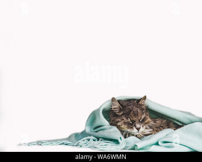 Young, charming kitty, wrapped up in a scarf. Close-up, isolated background. Studio photo. Studio photo. Concept of care, education, obedience trainin Stock Photo