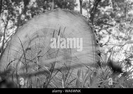 Cutted tree trunk in black and white Stock Photo