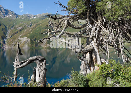 Old juniper tree near 'the Kel' lake in Alatay National Park, Toktogul, Kyrgyzstan Stock Photo