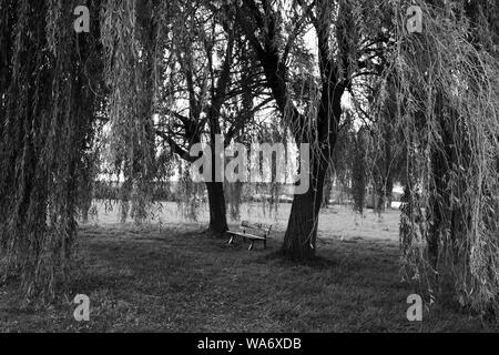 Bench under weeping willow Stock Photo