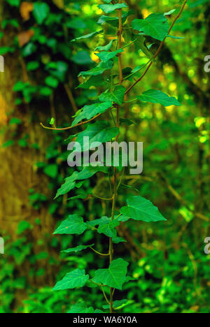 vertical background - stalk of colchis ivy on a green background of subtropical forest