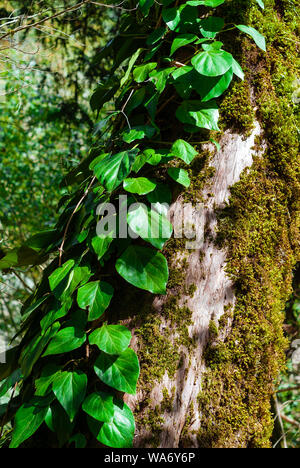 vertical background - colchis ivy on a dry mossy tree trunk