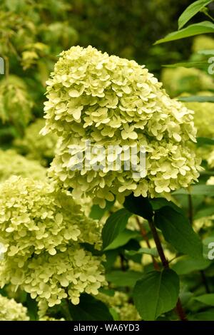 Hydrangea Paniculata Limelight. Stock Photo