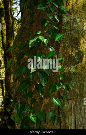 vertical background - colchis ivy on a dry mossy tree trunk