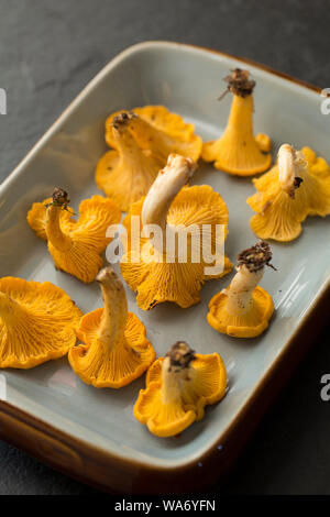 Chanterelles, Cantharellus cibarius, also known as the golden chanterelle. Chanterelles are popular as an edible fungi and widely sought by foragers. Stock Photo