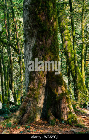 background - old mossy tree trunk in subtropical forest, yew-boxwood grove Stock Photo