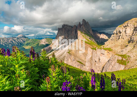 Beautiful view on Seceda mountain with blurred flowers on foreground before the storm in Dolomites, South Tyrol, Italy, Europe Stock Photo