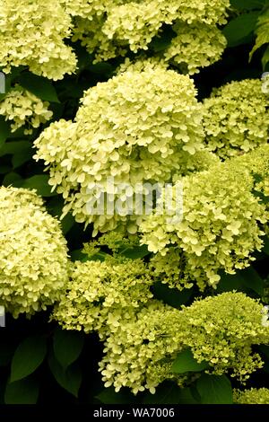Hydrangea Paniculata Limelight. Stock Photo