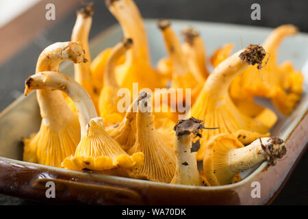 Chanterelles, Cantharellus cibarius, also known as the golden chanterelle. Chanterelles are popular as an edible fungi and widely sought by foragers. Stock Photo