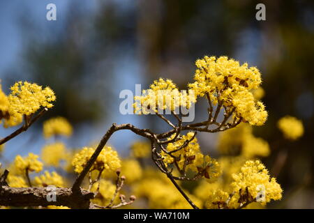 Japanese cornel Stock Photo