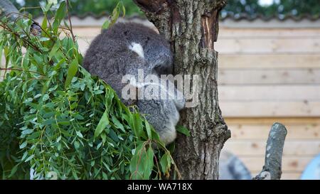 Longleat Safari Park Adventure August 2019 - Photos taken in Longleat Wiltshire Stock Photo