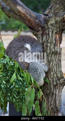 Longleat Safari Park Adventure August 2019 - Photos taken in Longleat Wiltshire Stock Photo