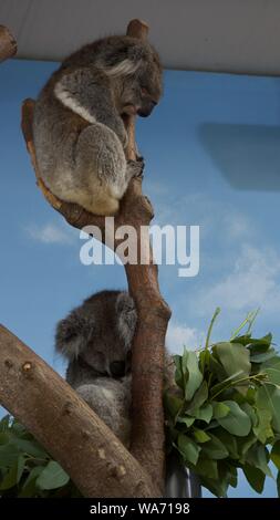 Longleat Safari Park Adventure August 2019 - Photos taken in Longleat Wiltshire Stock Photo