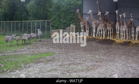 Longleat Safari Park Adventure August 2019 - Photos taken in Longleat Wiltshire Stock Photo