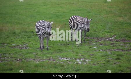 Longleat Safari Park Adventure August 2019 - Photos taken in Longleat Wiltshire Stock Photo