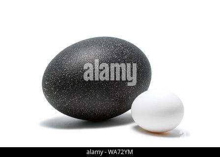 egg of hen and egg of emu lie next on white background Stock Photo