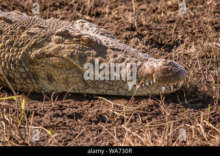 Close-up of the head of a crocodile laying on a river bank in Namibia Stock Photo