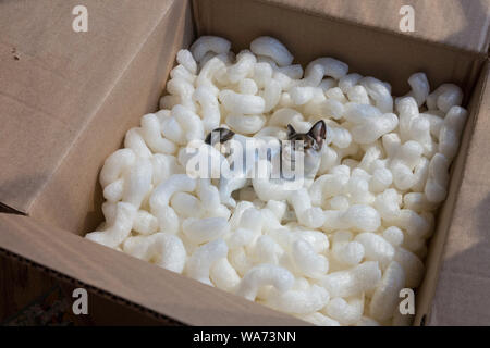 Rosenthal Porcelain Kitten Figurine Safely Packed in Box with Styrofoam Peanuts Stock Photo