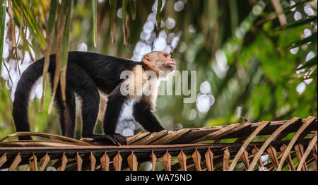 Capuchin monkey in rain forest Stock Photo