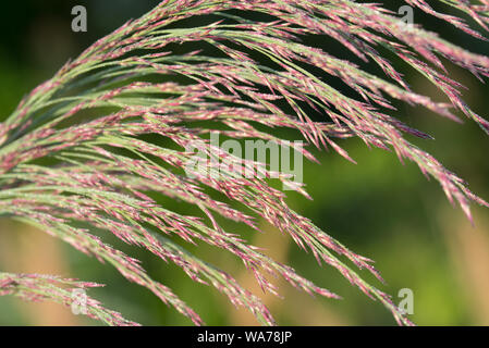 Phragmites australis  reed seed head macro Stock Photo