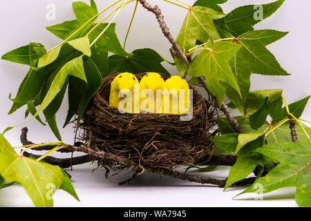 Marshmallow Peeps in a Bird Nest Stock Photo