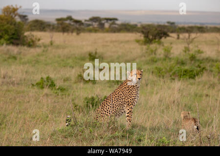 Cheetah sitting up in light grasslands in the Masai Mara, Kenya Stock Photo