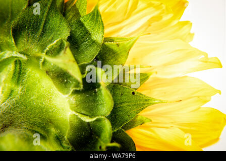 Single sunflower macro close up from behind Stock Photo