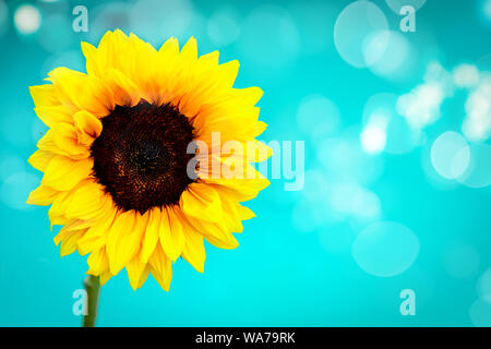Single sunflower with blue water and bokeh in the background Stock Photo