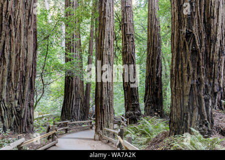Old Growth Coast Redwood Trees around Paved Trail