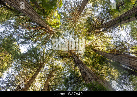Old Growth Coast Redwood Trees Canopy. Stock Photo