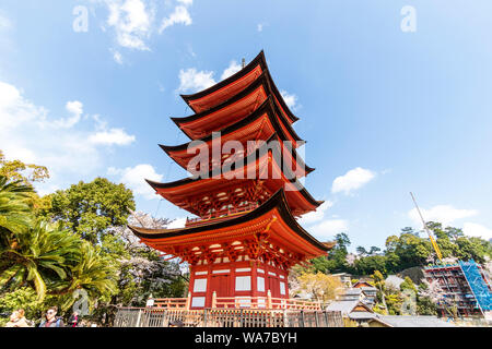 Japan, Miyajima Island. The Japanese style red Five storied pagoda, Gojunoto, with cherry blossom trees and blue sky behind. Wide angle view. Stock Photo