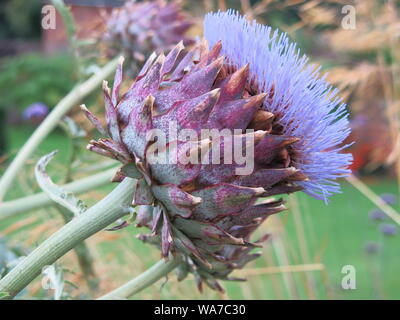 Sideways view of the large flower head of a cardoon, or thistle artichoke, with its fleshy stem and spikes, and fluffy purple top. Stock Photo