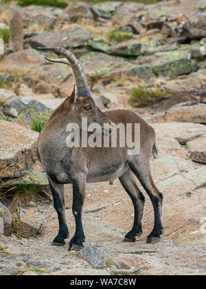 Male mountain goat in Sierra de Gredos mountain range, Avila, Spain Stock Photo