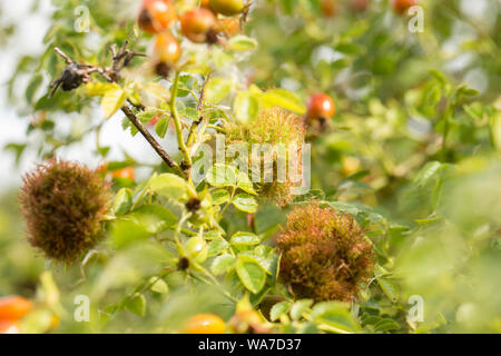 Three examples of Robin’s Pincushion Gall, also known as the Bedeguar gall, growing on a wild rose bush in Dorset in August. The gall is caused by a g Stock Photo