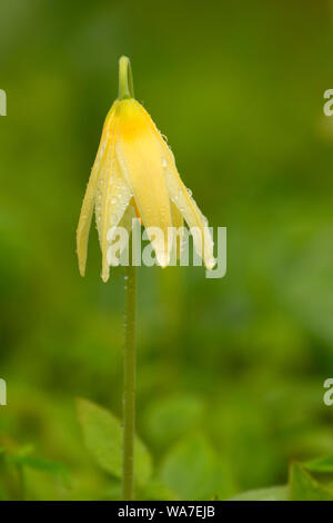 Fawn lily (Erythronium oreganum), Bushs Pasture Park, Salem, Oregon Stock Photo