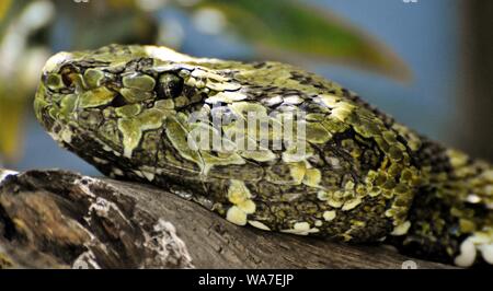 The Mangshan pit viper or Mang Mountain pit viper (Protobothrops mangshanensis), found in China. Stock Photo