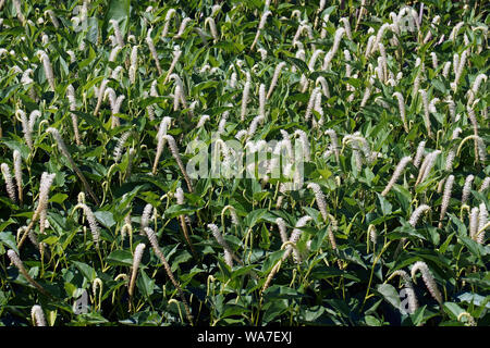 Lizard's tail (Saururus cernuus). Known also as Water-dragon and Swamp Root. Stock Photo
